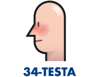 Testa